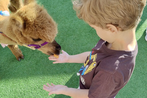 pzedszkole-mini-harvard-20