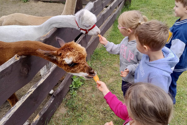 pzedszkole-mini-harvard-24